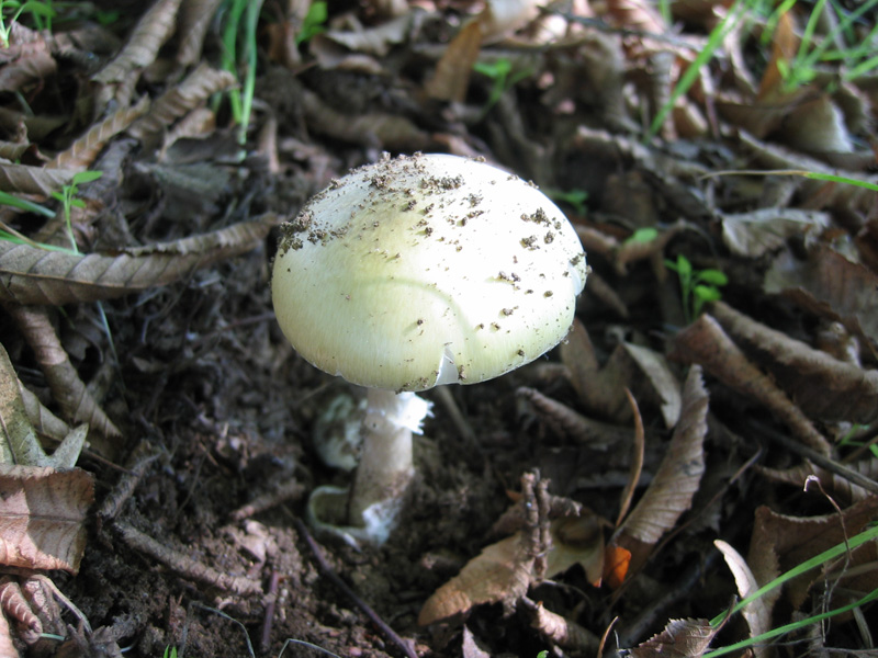 Amanita phalloides